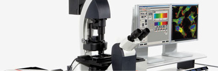 Confocal Laser Scanning Microscopy